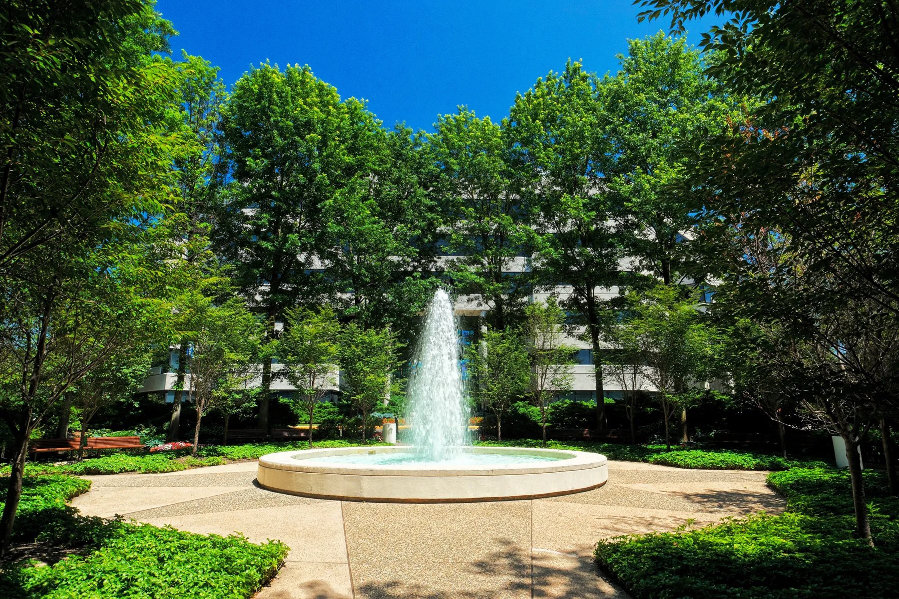 The courtyard fountain surrounded by trees